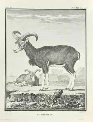 Jean Charles Baquoy, Le Moufflon, Etching, 1771