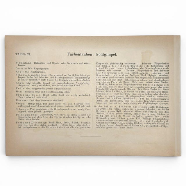 1906 Pair of Antique Fancy Pigeon Prints by Emil Schachtzabel, Archivally Matted For Sale In Columbus - Image 6 of 6